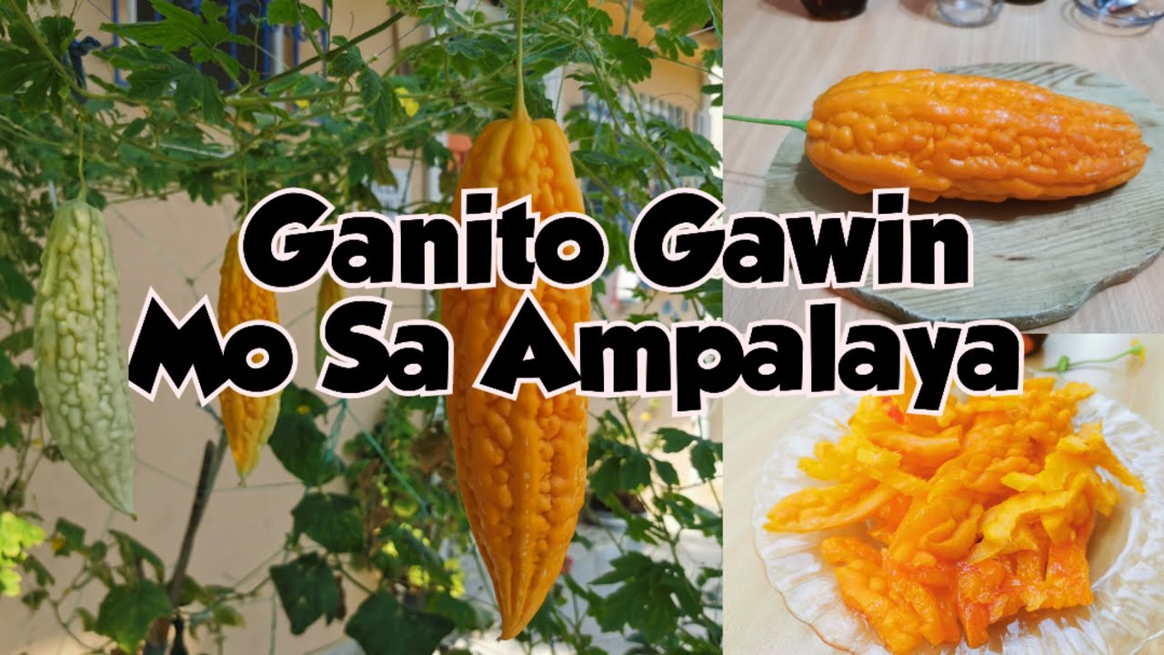 Powerful Herbal Medicine "Ampalaya" "Super Food" YouTube