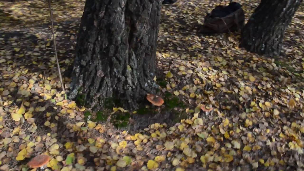 ядовитые маслята фото смотреть