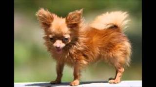 Cha-Cha-Cha Chihuahua