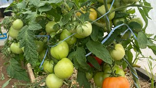 Обзор сортов и гибридов томатов в моей теплице 10.07.23 года