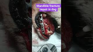 mandible fracture repair in dog #funny #veterinarypharmacist #animals #vet