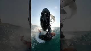 Wind Surfer Gets Smacked By Whale! 😱🐋