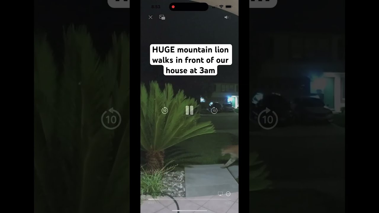 Ring Doorbell Catches Huge Mountain Lion Walking By Ringdoorbell Wildlife Mountainlion