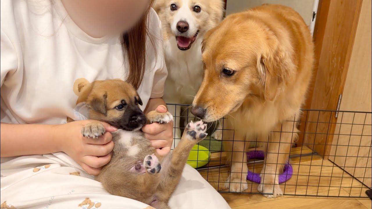 The moment the puppy locked eyes with the resident dog, it got too