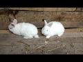 Как определить пол кролика//Самка или самец?