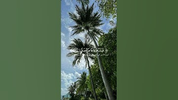 يومئذ يتبعون الداعي لا عوج له 🌹قرآن كريم🌹القارئ محمد اللحيدان