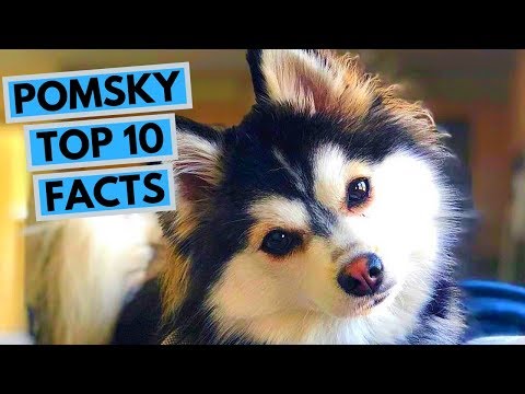 TOP 10 Fascinating Facts from Pomsky [Expert Opinion]