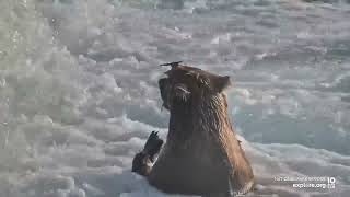 On This Day in Bear Cam History | Bear 164 Invents a New Fishing Style