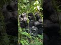 MOUNTAIN GORILLA ENCOUNTER #gorillasafari #animals #wildlife #gorillatour #traveluganda #gorilla