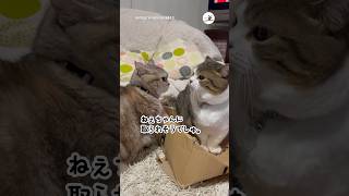 秒で決着がついた姉弟の戦い｜PECO #マンチカン #猫 #愛猫家 #猫動画 #猫のいる暮らし #munchkin #cat #catlover #catvideos #catlife