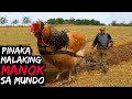 Grabe ang Laki ng Manok | 10 Pinaka Malaking Manok sa Buong Mundo