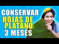CONSERVAR LAS HOJAS DE PLÁTANO HASTA 3 MESES/ HALLACAS Y TAMALES TODO EL AÑO  (penny pop)