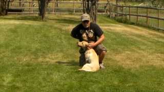 Yellow Labrador Puppy Training - Gracie 5 Months old Series 3 - Fetching