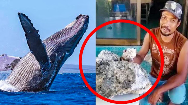 Diventa ricchissimo con il vomito di balena! Sostanza preziosa molto rara...