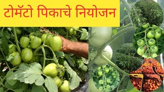 टोमॅटो पिकाचे नियोजन #tomato प्रगतशील शेतकरी #टोमॅटो व्यवस्थापण #स्वरूप #tomatofarming