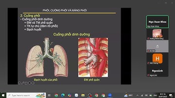 Ôn thi SĐH Y Hà Nội 2025 - Giải Phẫu Lồng Ngực P2  (Pgs.Ts Ngô Xuân Khoa)