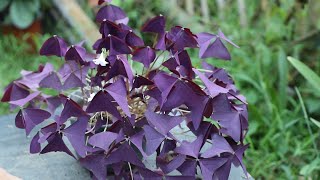 养紫叶酢浆草，牢记好2点，开花多，叶片更紫更有光泽度 