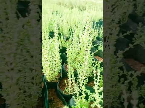 الفرس مشتل نواره للاشجار البريه الرياض محافظه ثادق