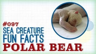 Newborn Polar Bear: Sea Creature Fun Facts