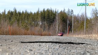 JÄTTISUURI KYY YLITTÄÄ TIEN/ LUONTOLIVE