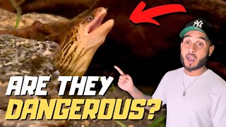 Answering Your Biggest Questions About the Freshwater Moray Eel!