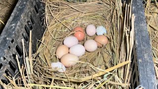 Farm Life | Collect eggs from free-range chickens and ducks