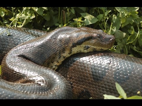 Pantanal Matogrossense: Um Paraíso Selvagem