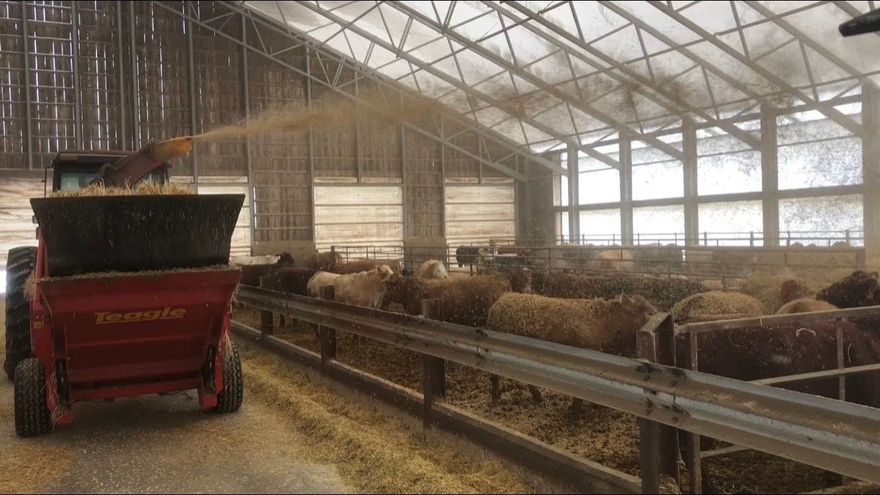 Bedding Cattle with a Straw Chopper