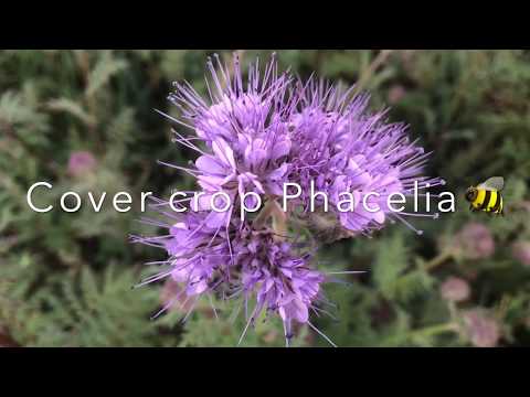 Vídeo: Phacelia Em Forma De Sino