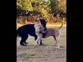 Presa Canario vs American akita 😱🔥|| #shorts #viralshorts #presacanario #akita