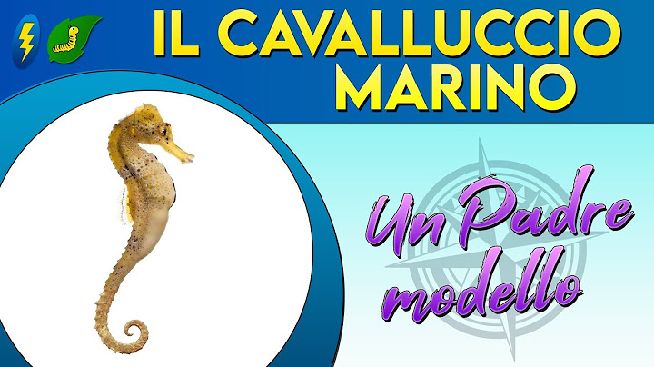 Il Cavalluccio marino, un padre modello ⚡