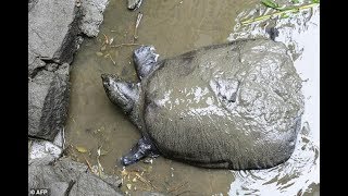 Yangtze giant softshell turtle is on the cusp of extinction