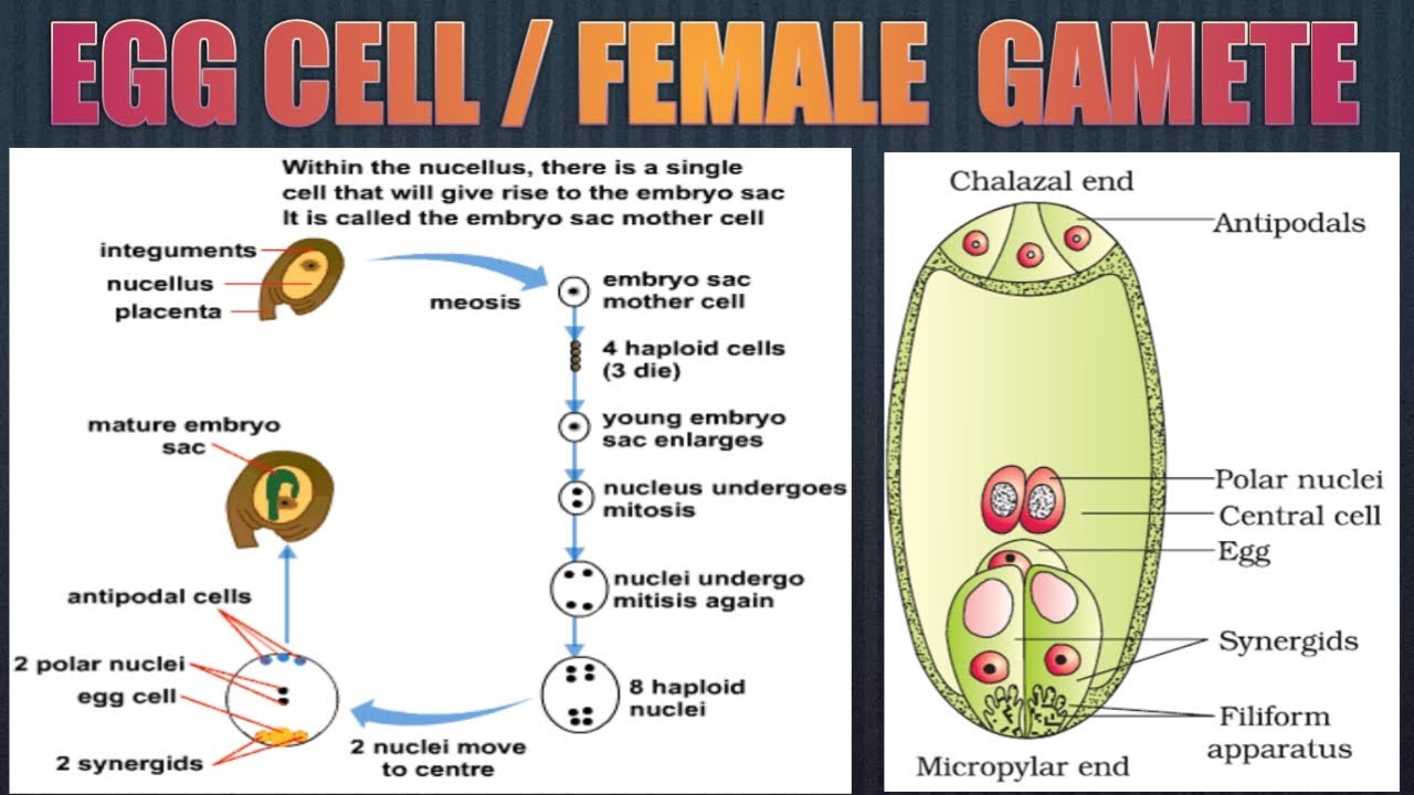 Where And How the Female Gamete formed in Plants Education Notes
