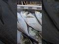 BİRBİRİNDEN GÜZEL CUMARTESİ BALIKLARI #balıkmezatı #balık #fish #fishing#balıkavları#