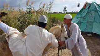 شاهد ماذا فعل الحاج ذموط بالحاج مسعود