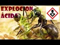 Armas Químicas Insectos