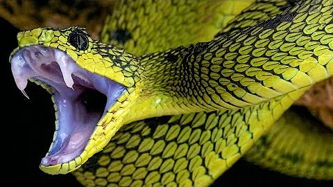 15 Most Dangerous Animals in Amazon Rainforest