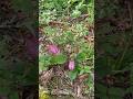 Wild Flower Lady Slipper