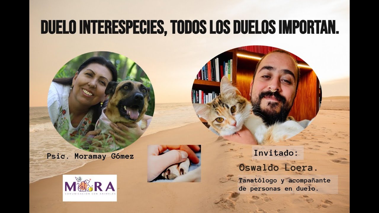 Duelo Interespecies, todos los duelos importan