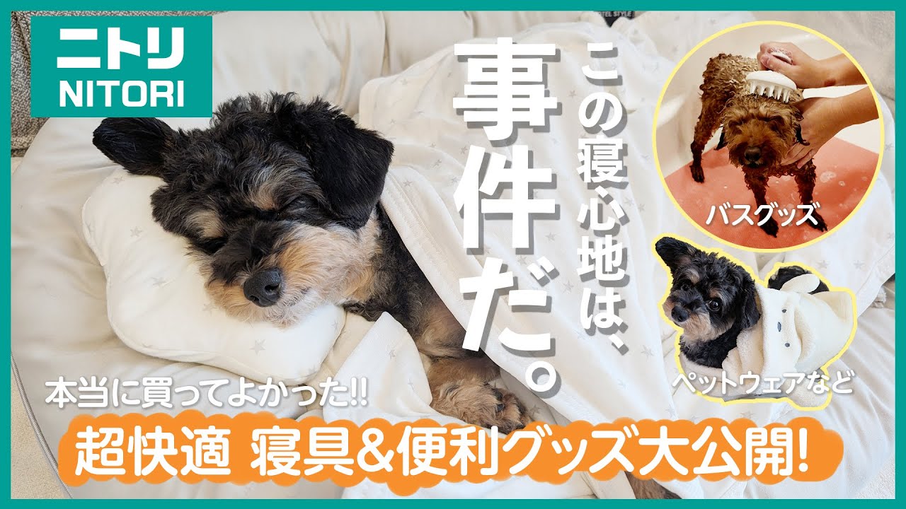 ニトリで本当に買ってよかった犬グッズ!!超快適 寝具&便利アイテム大公開!!