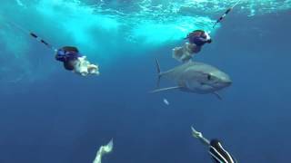 Mako Shark Bites Camera