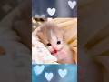 😻Cute kittens ASMR #59 #relaxing #kitten #cutebaby #cutecat