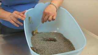 Cat Health: Diarrhea screenshot 5