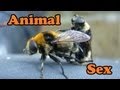Crazy Animal Sex
