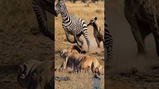 Aksi USIL Hyena Narik JADI kena TENDANG Kuda Zebra, Singa Sampai Terdiam#animals#hyena#lion#shorts