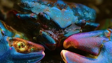 Kaitlyn Aurelia Smith & Joe Goddard - Neptunes (Official Video)