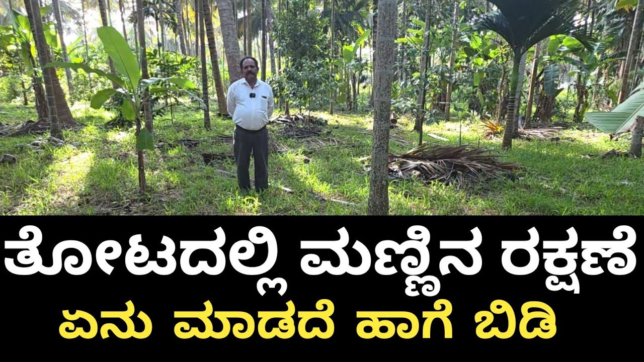 ಅಡಿಕೆ ತೆಂಗು ಒಂದೇ ಕಡೆ ಇದ್ದರೆ... ಪ್ರಯೋಜನವಿಲ್ಲ ಇದು ನಿಜಾನಾ ಸುಳ್ಳ...?