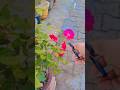 rose cutting for blooming #flowers #nature #gardning
