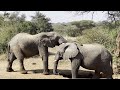 An Amazing Close Encounter With The Wild Elephants at Jabulani