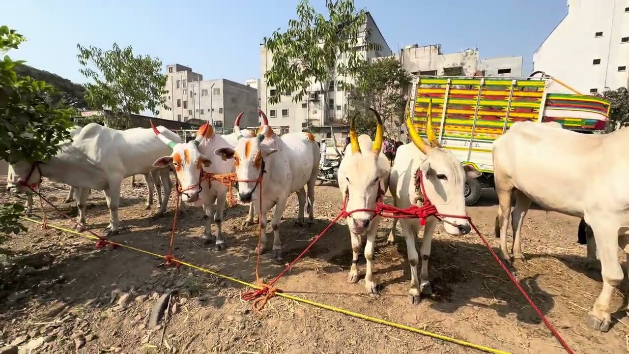 पाथर्डी बैल बाजार भाग 2 रा 25/2/2026